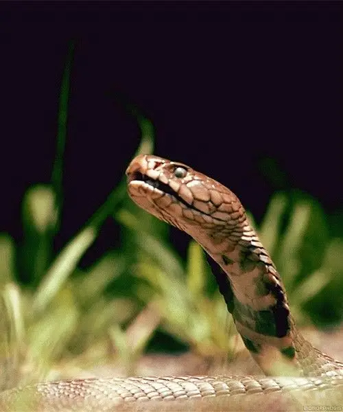 How to Ship Reptiles