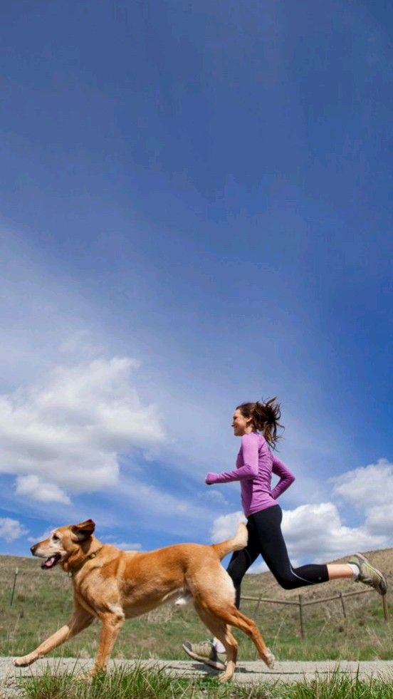 Train Your Dog to Heel