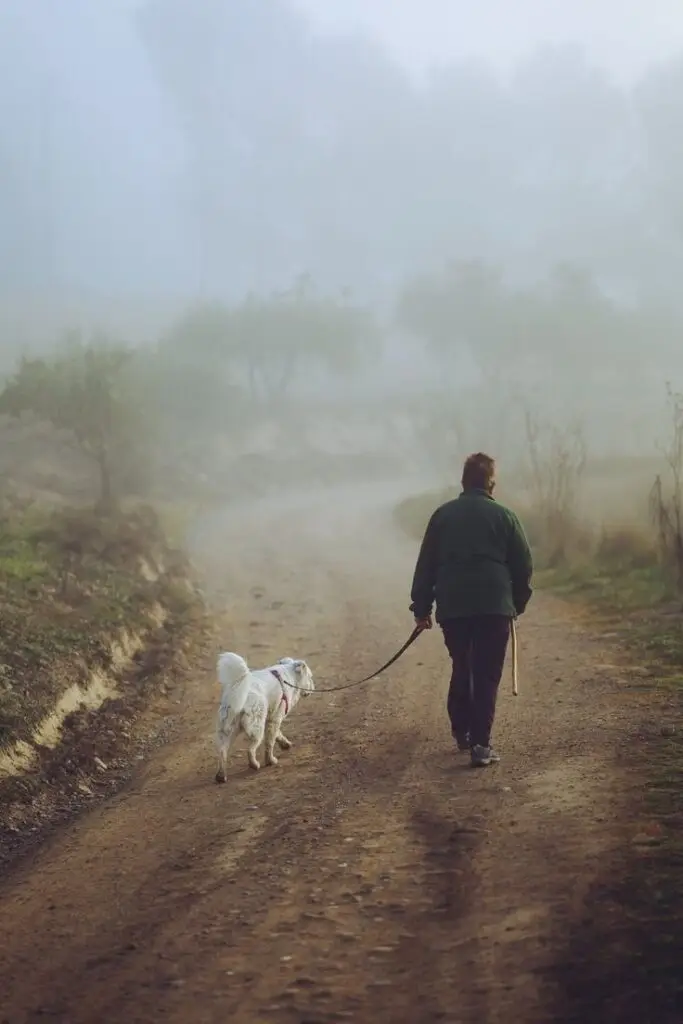 Train Your Dog to Heel
