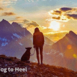 Train Your Dog to Heel
