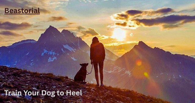 Train Your Dog to Heel
