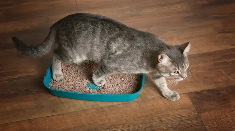 Blood in Cat Urine