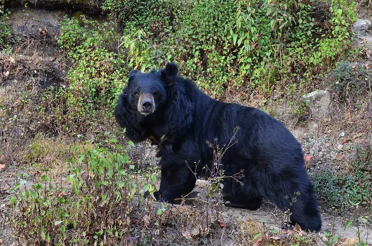 What Do Bears Eat