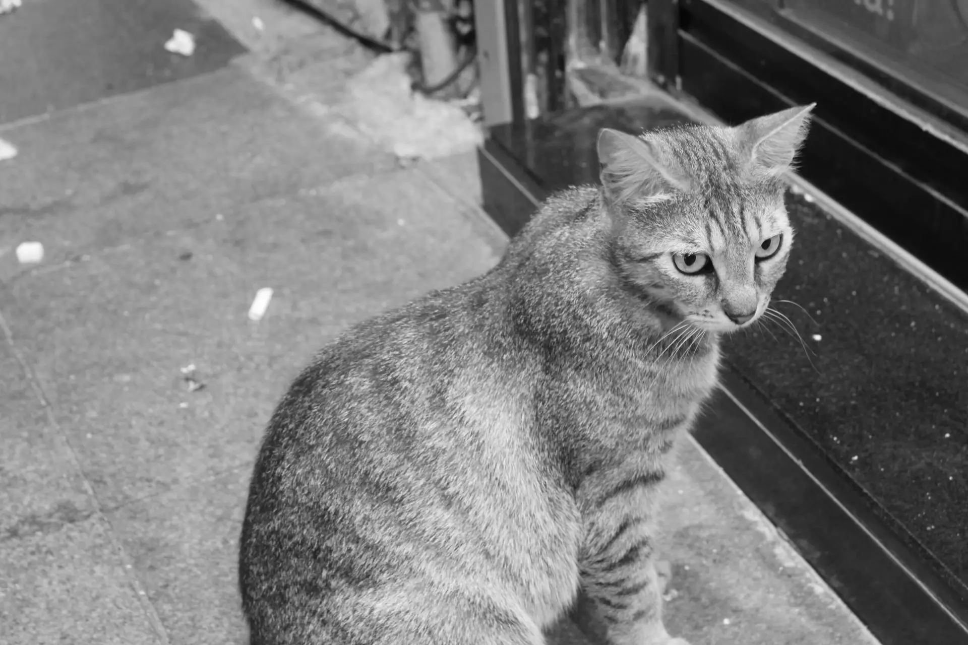 Blood in Cat Urine