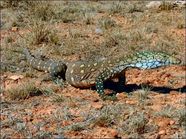 How to Ship Reptiles