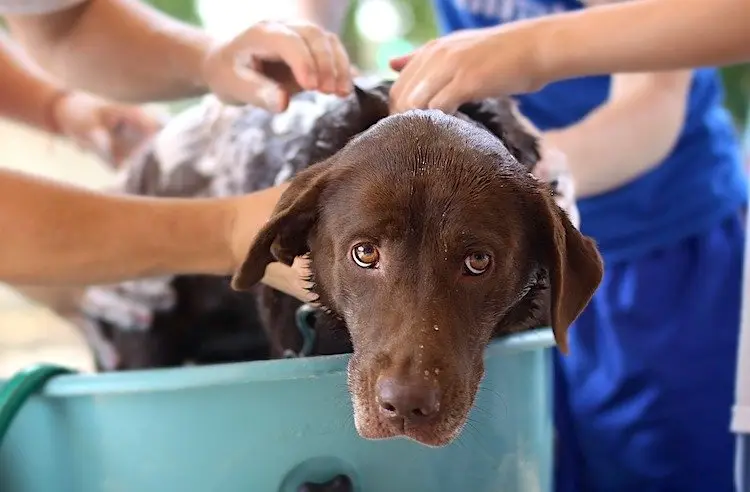 dogs get lice