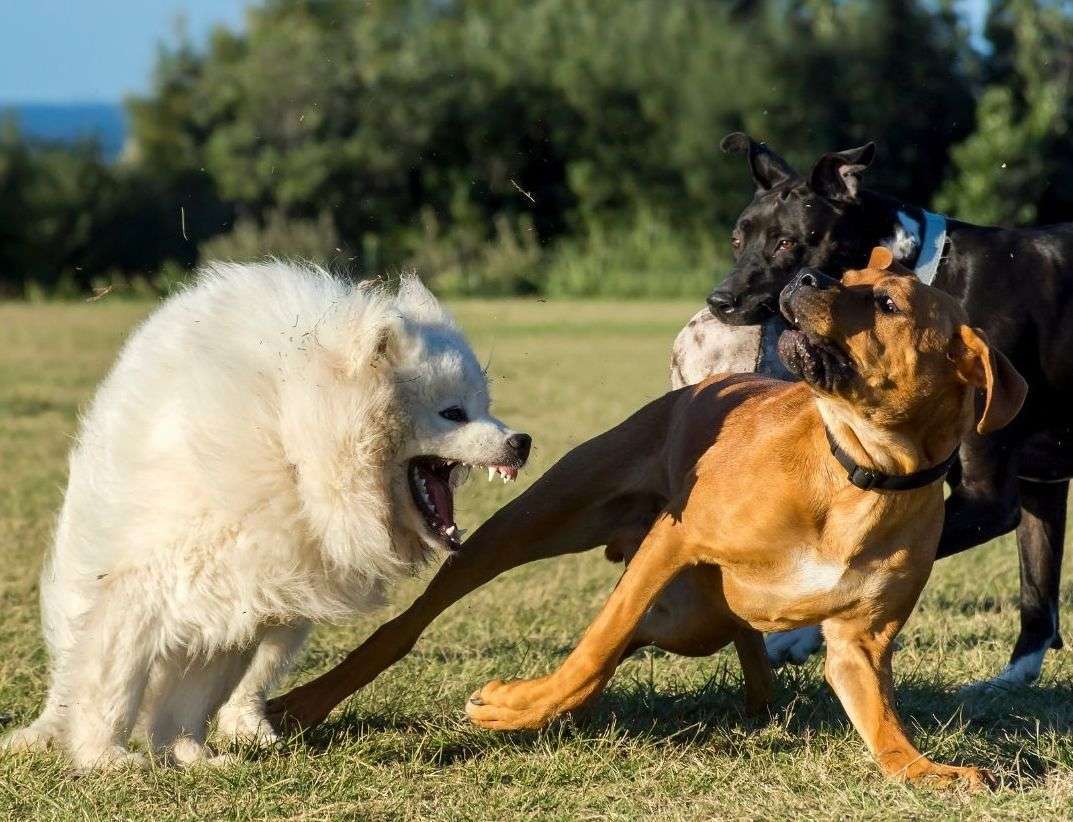 Aggressive Dog Control