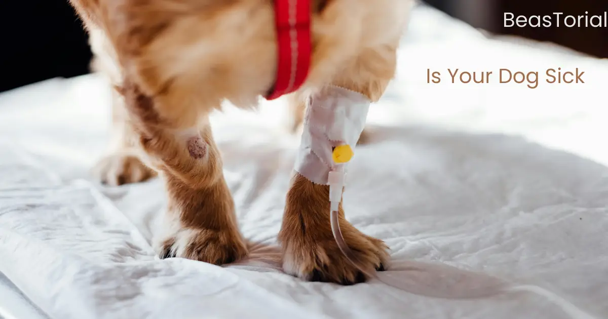 Is Your Dog Sick