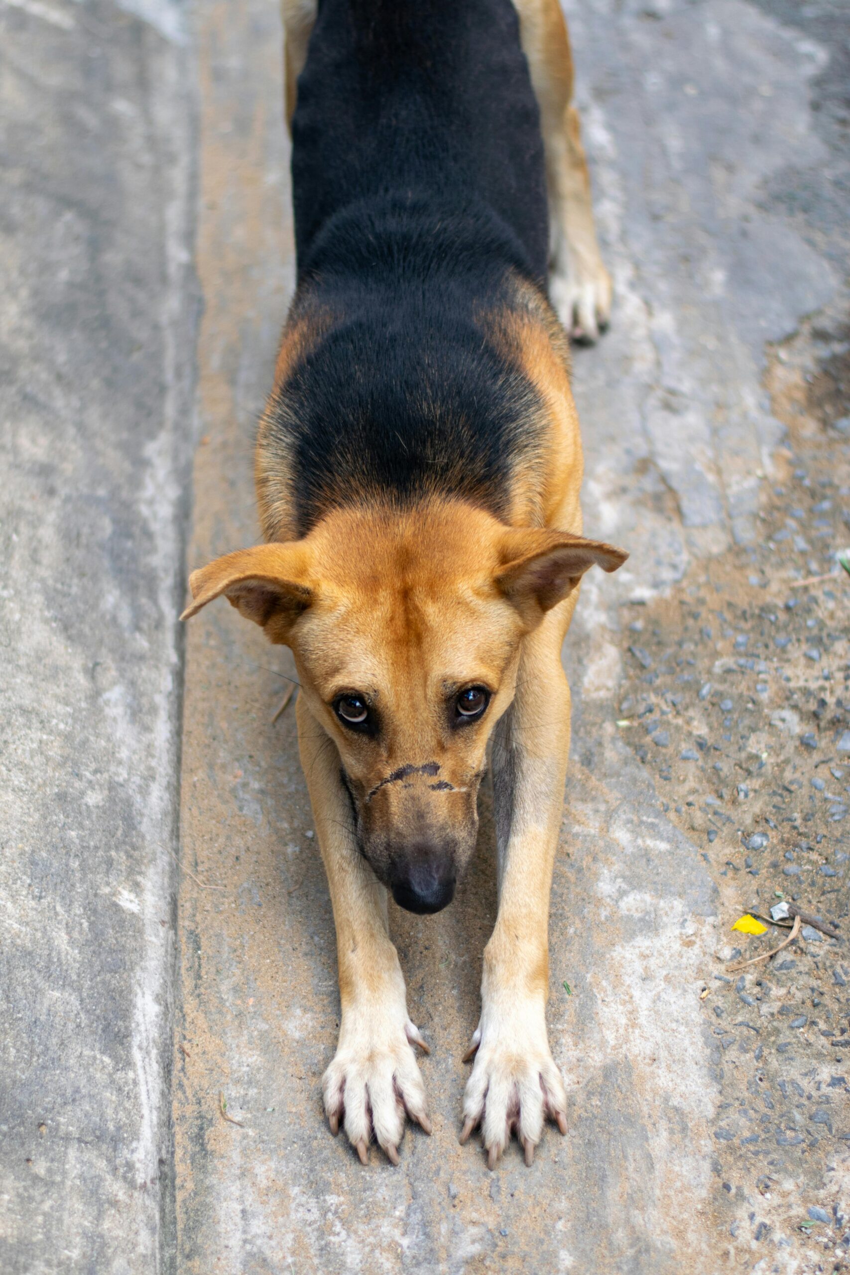 Is Your Dog Sick