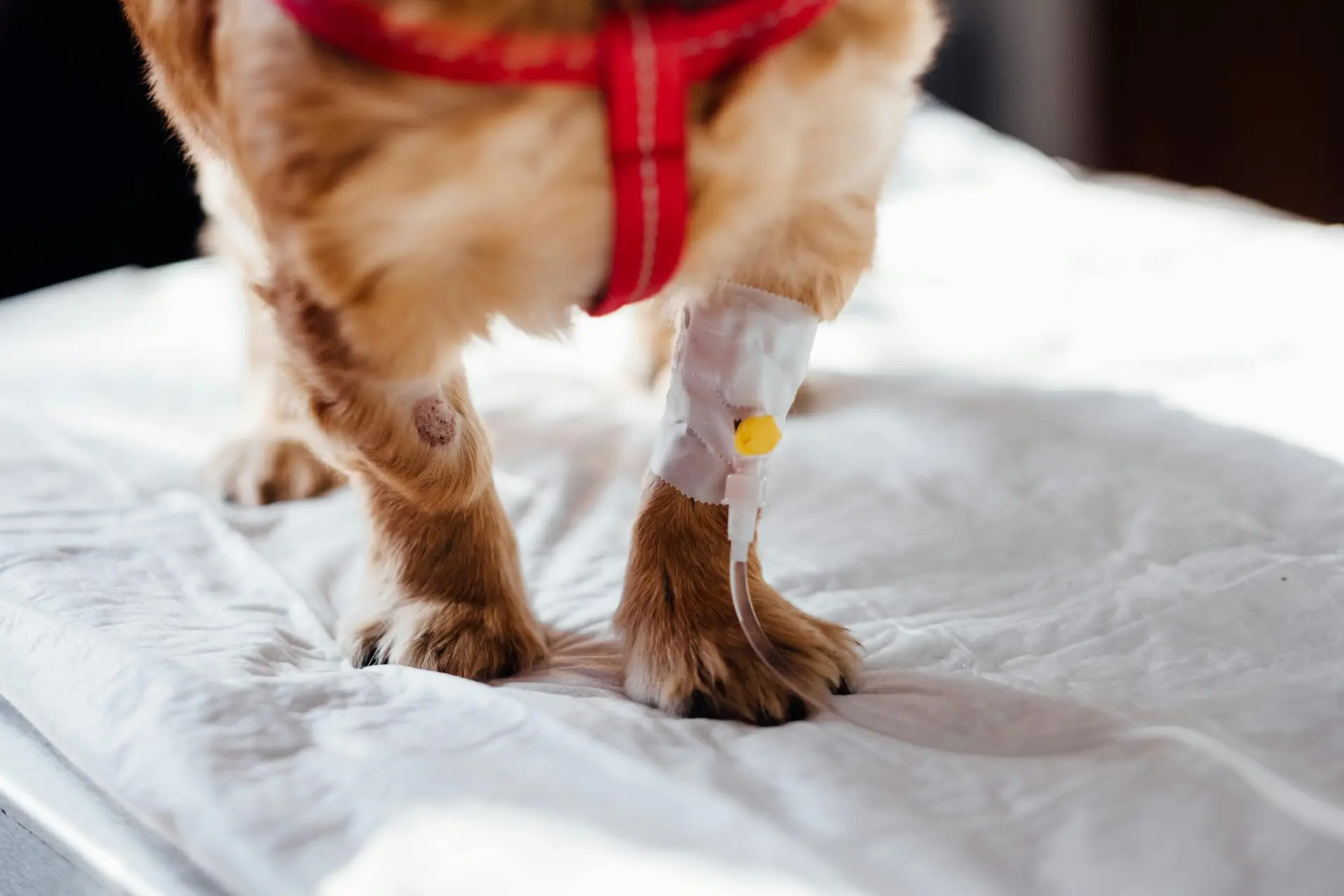 Is Your Dog Sick