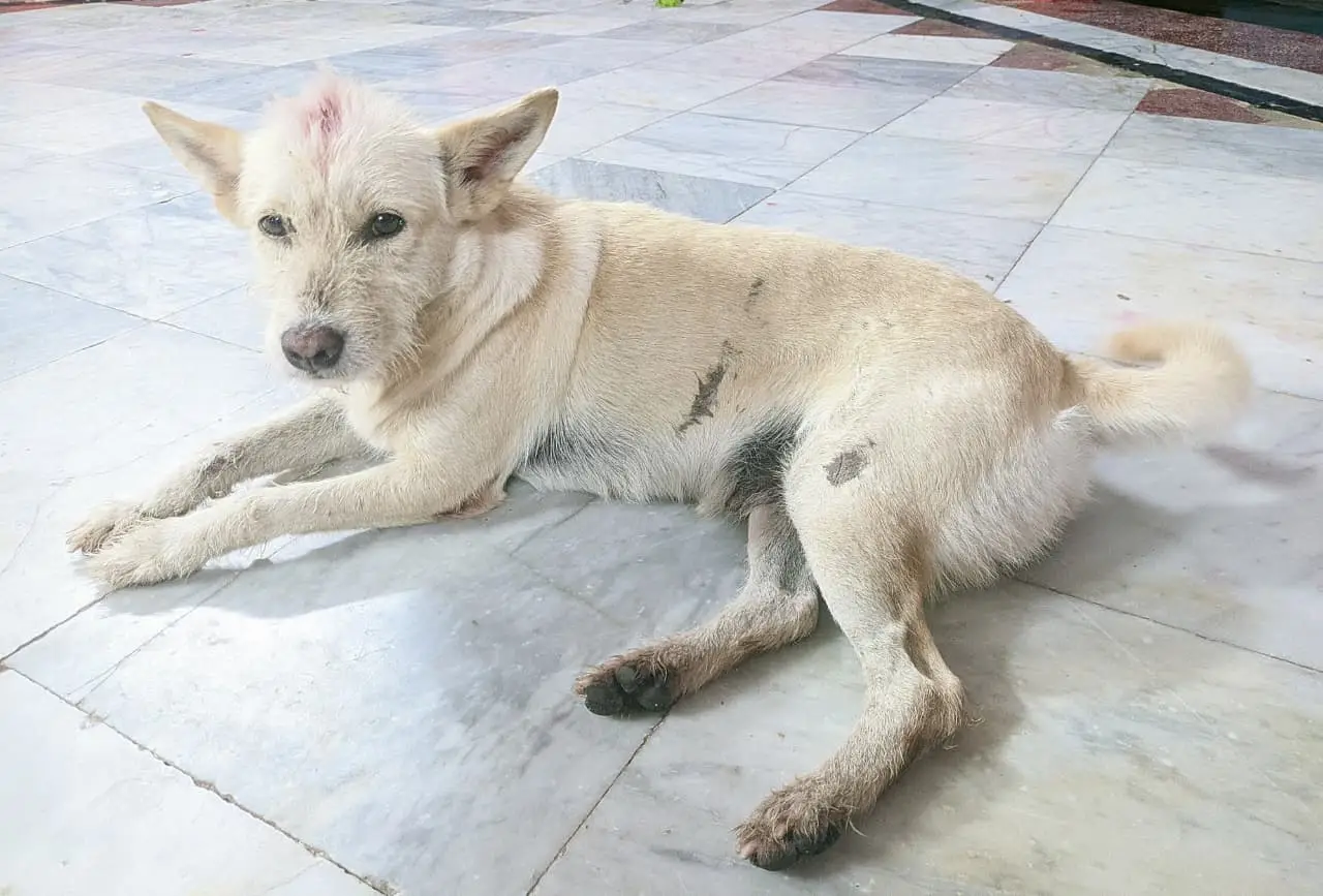 Is Your Dog Sick