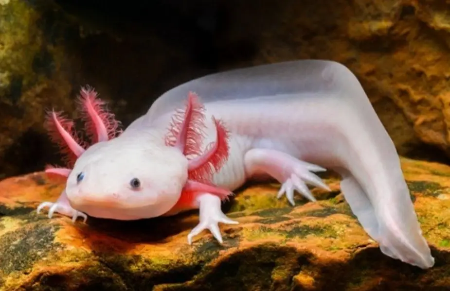 10 Rare Animals You Didn’t Know Exist