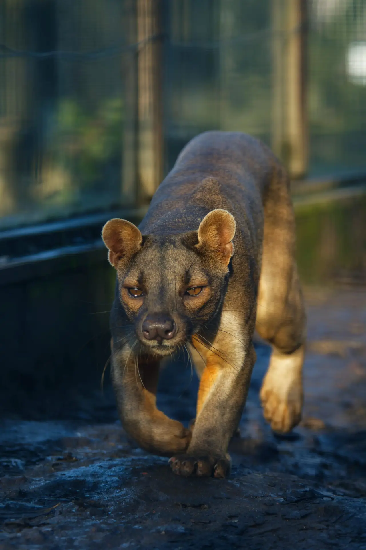 10 Rare Animals You Didn’t Know Exist