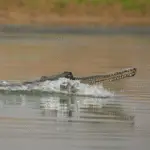10 Rare Animals You Didn’t Know Exist