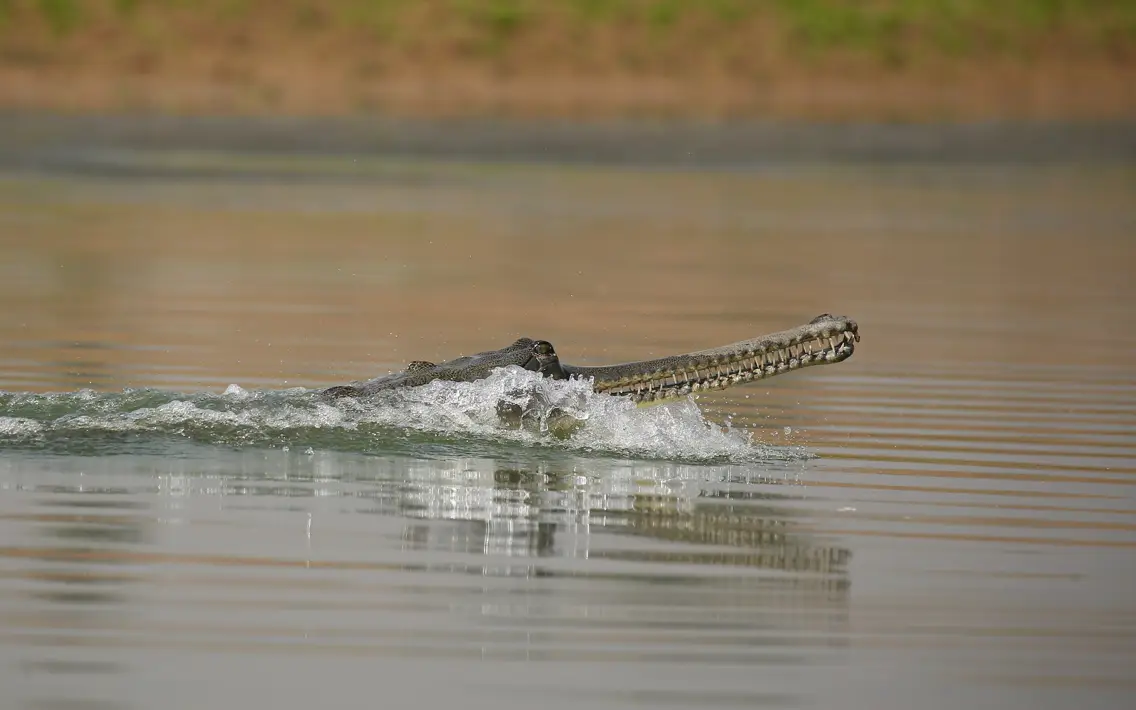 10 Rare Animals You Didn’t Know Exist
