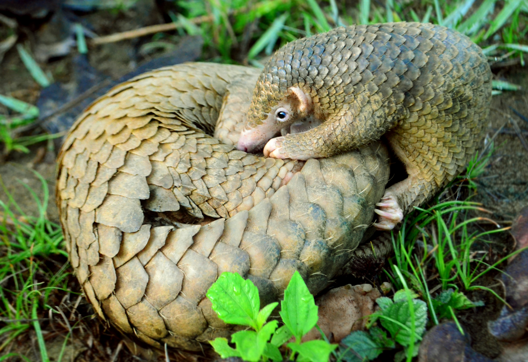 10 Rare Animals You Didn’t Know Exist