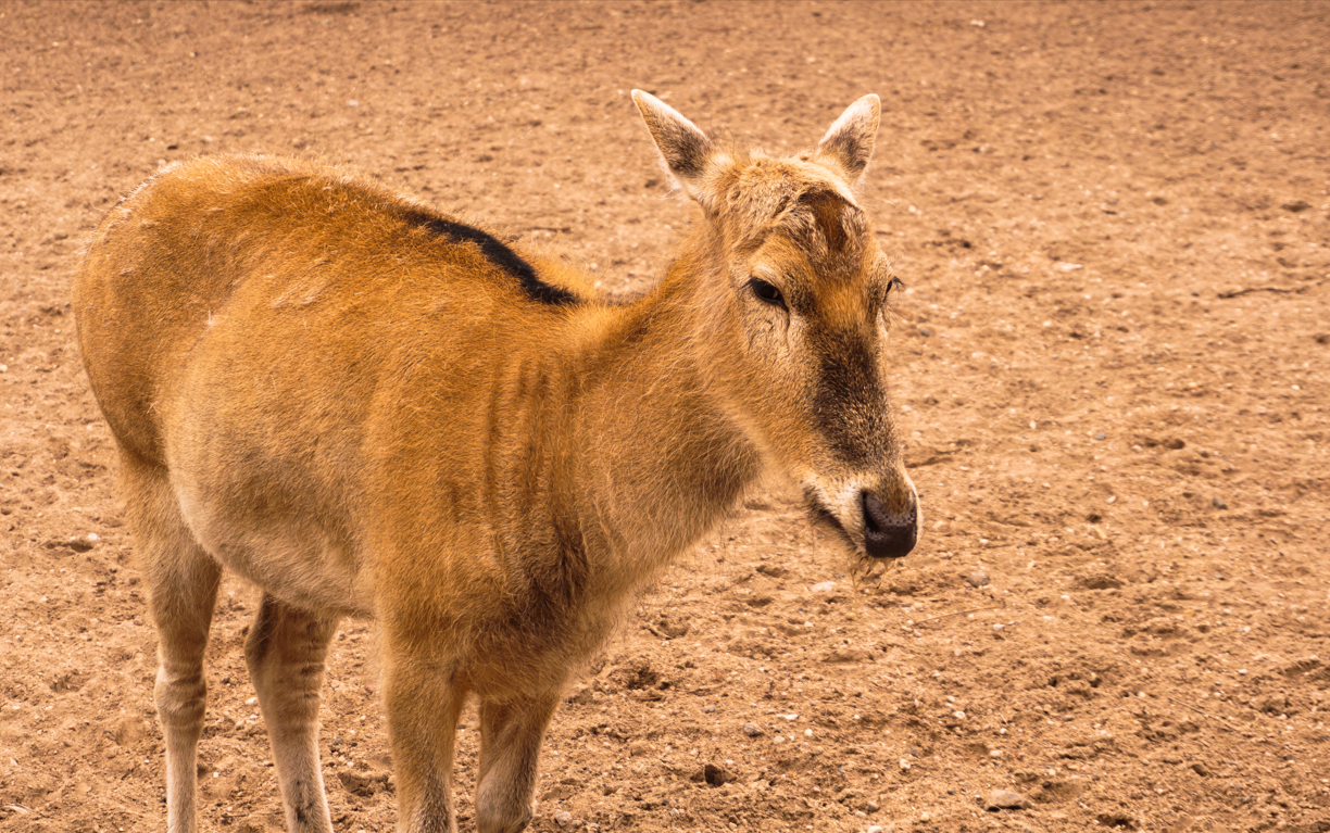 10 Rare Animals You Didn’t Know Exist