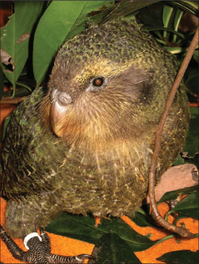 10 Rare Animals You Didn’t Know Exist