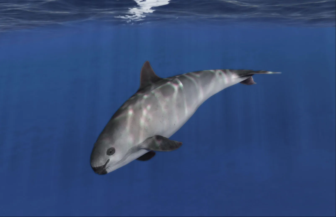 10 Rare Animals You Didn’t Know Exist