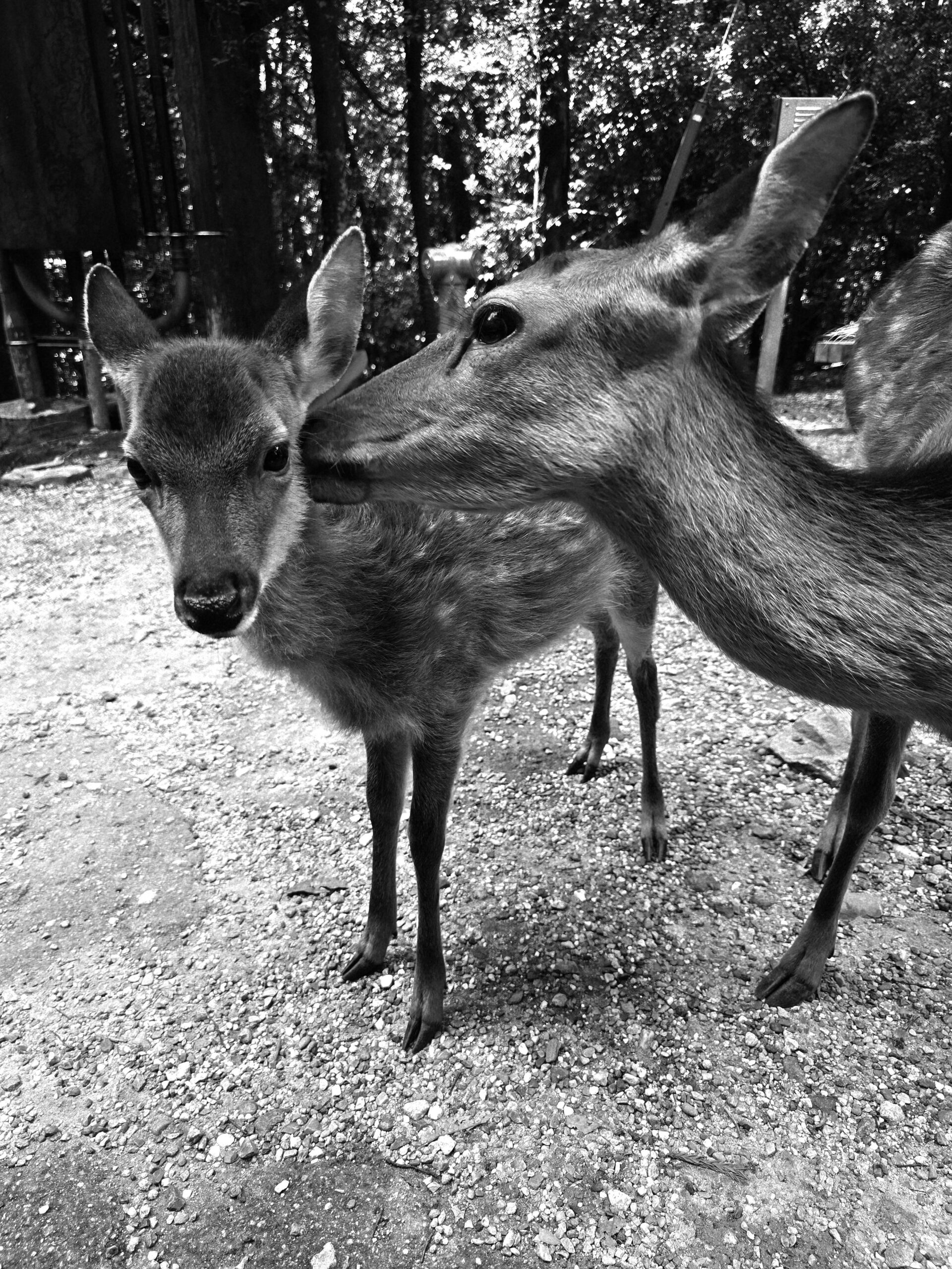 Wildlife Rehabilitation