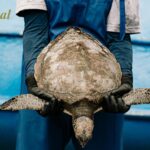 how wildlife rehabilitation works