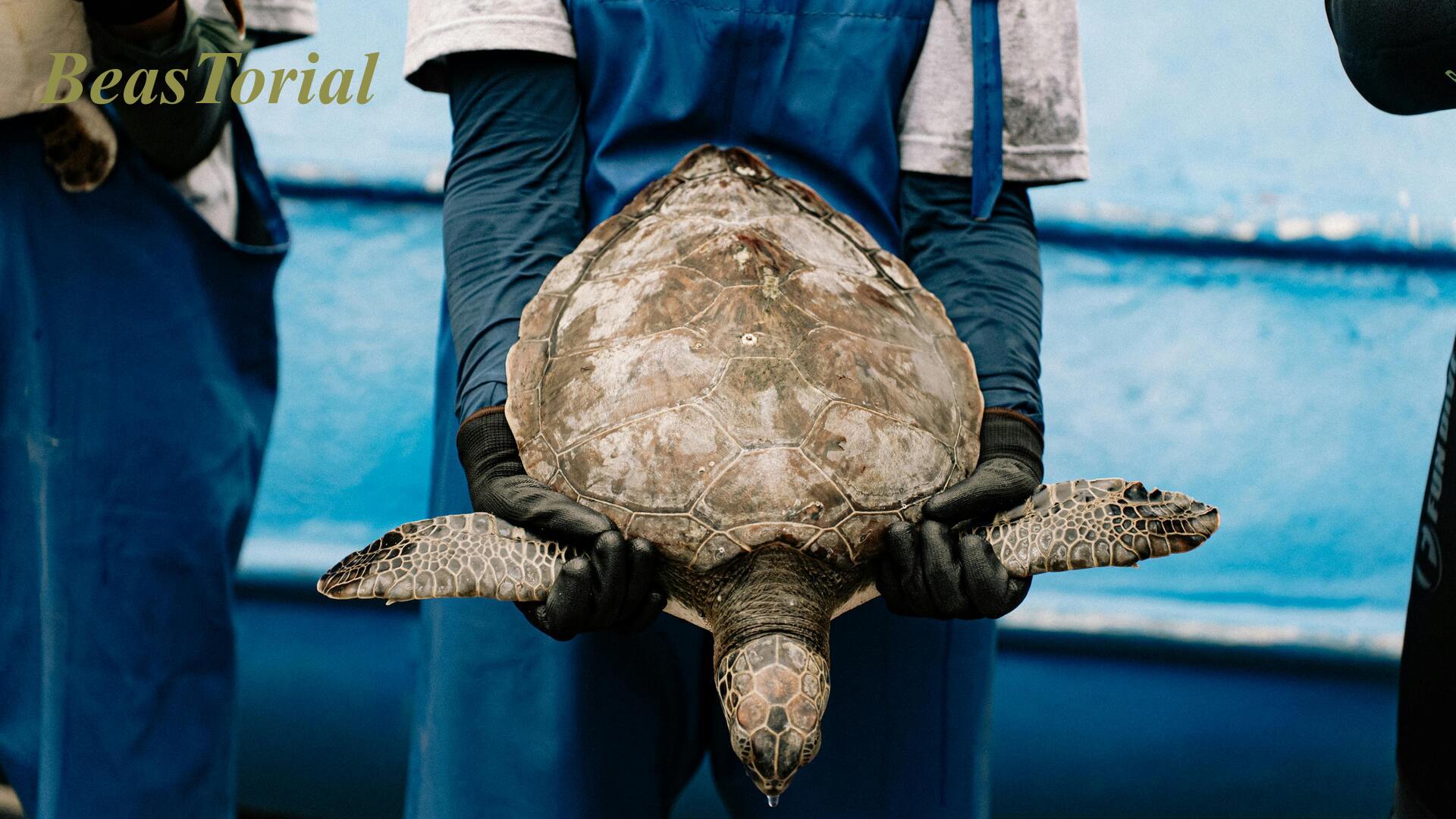 how wildlife rehabilitation works