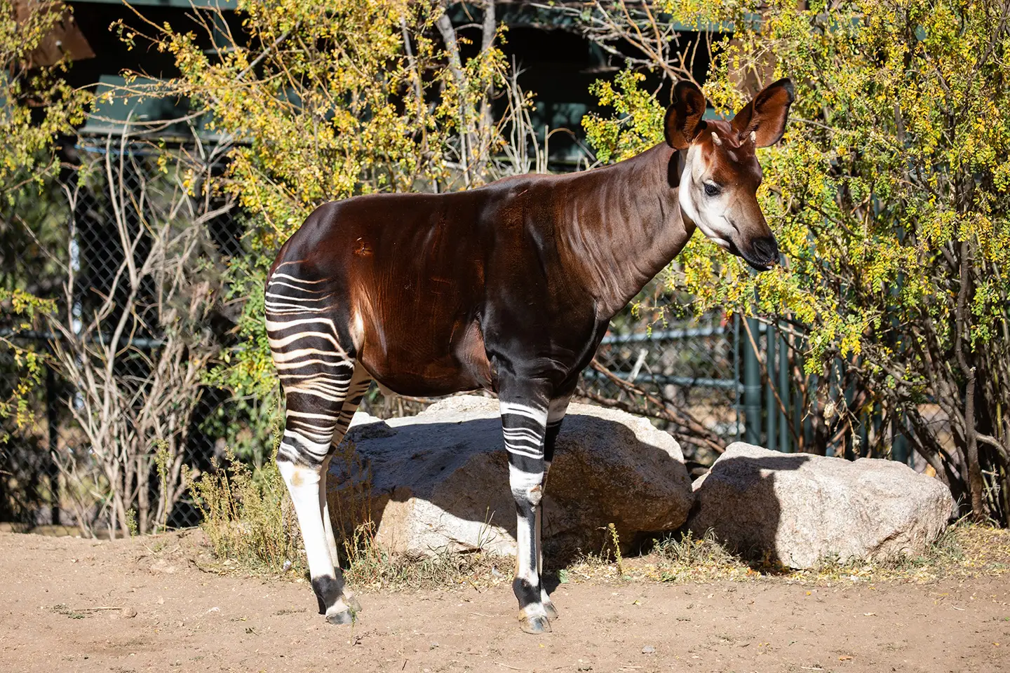 10 Rare Animals You Didn’t Know Exist