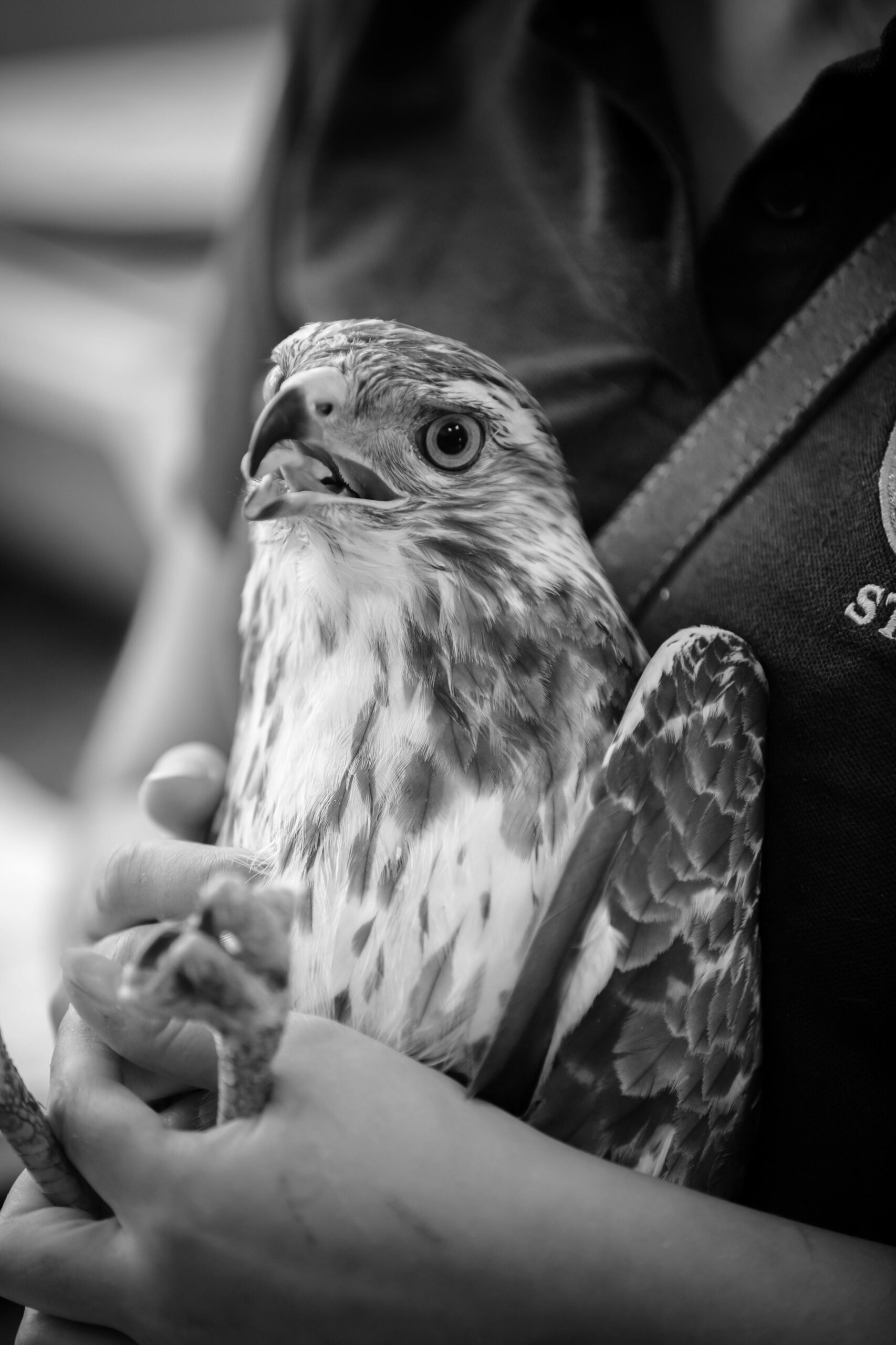 Wildlife Rehabilitation