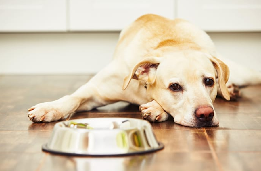 Why Is My Dog Not Eating